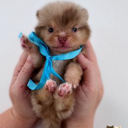 Lux - Chocolate merle male Pomeranian puppy in Menifee, California from Petite Poms Of CA