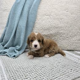 Maple - Red  female Goldendoodle puppy in Floyd, Virginia from Hearts and Paws Poodles and Doodles