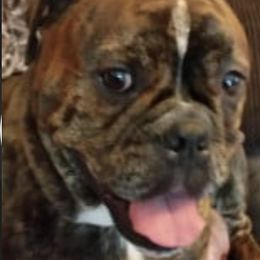 Olde English Bulldogges from A-C Kennel and Breeders
