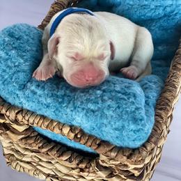 Blue - Yellow male Labrador Retriever puppy in Houston, Texas from Alpha English Labs