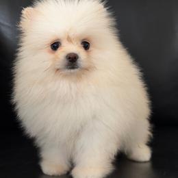 Linda - White female Pomeranian puppy in Granada Hills, California from Pomeranian