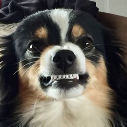 Miniature Australian Shepherd All Grown Up from Tincture of Thyme