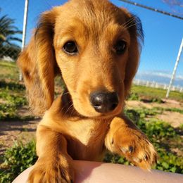 Dachshund Puppies from Harris Hugs and Wiener Wiggles