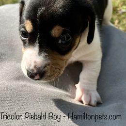 Dachshund Puppies from Shawnee Tribe Dachshunds