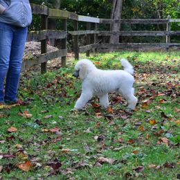 Poodle Puppies from D and D Standard Poodles