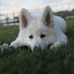 Berger Blanc Suisse Puppies from Nasha Comanda White Swiss Shepherds