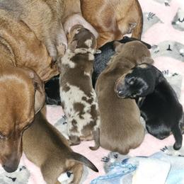Dachshund Puppies from Opal's Gemstone Doxies