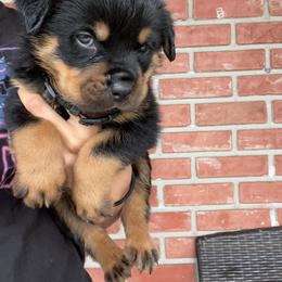 Rottweiler Puppies from Vonbart Rottweilers