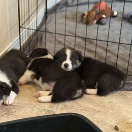 Pembroke Welsh Corgi Puppies from Courtlyn's Corgis