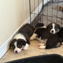 Pembroke Welsh Corgi Puppies from Courtlyn's Corgis