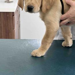 Labrador Retriever Puppies from Branley's Riverside Labradors