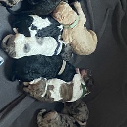Goldendoodle and Poodle Puppies from Curly Q Doo’s PoodleIshes Poo’s