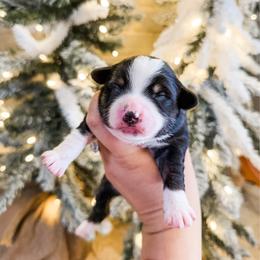 Neil - Black tri male Miniature Australian Shepherd puppy in Goldsboro, North Carolina from Maple Ridge Farm