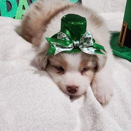 Australian Shepherd Puppies from Lace Creek Ranch