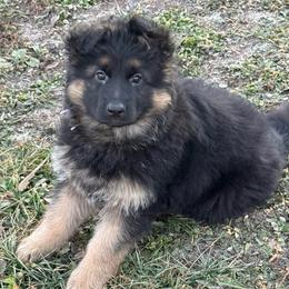 Trixie dark purple - Black and red female German Shepherd puppy in Herrick, South Dakota from Dakota Shepherds Kennels