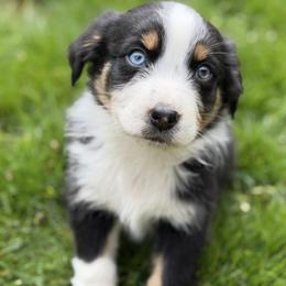 Boy 1 - Black tri-color male Australian Shepherd puppy in Oakridge, Oregon from Middle Fork Australian Shepherds