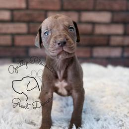 Dusk - Chocolate male Great Dane puppy in Barberton, Ohio from Guilty Pleasure Great Danes