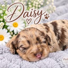 Daisy - Merle female Cockapoo puppy in Perry, Arkansas from Parker's Cockapoos