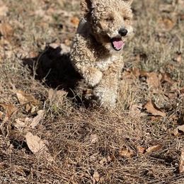 Poodles from Shrift Stud Dogs
