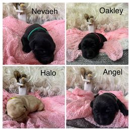 Dilute Retriever and Labrador Retriever Puppies from Jungle Lake Labradors