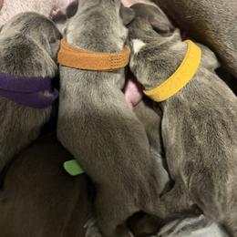 French Bulldog Puppies from Michelle’s Frenchies
