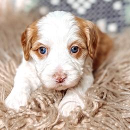 Sky - Caramel female Australian Labradoodle puppy in Decatur, Alabama from Southern Meadows Doodles