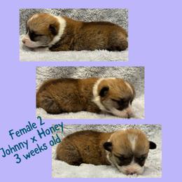 Female 2 - Red female Pembroke Welsh Corgi puppy in Stephenville, Texas from Rising JM Pembrokes