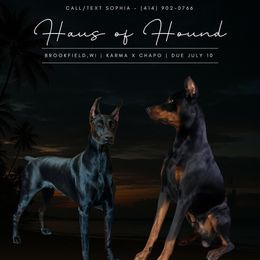 Doberman Pinscher puppies from Haus of Hound