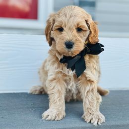 Goldendoodle Puppies from Doodle Squad Puppies