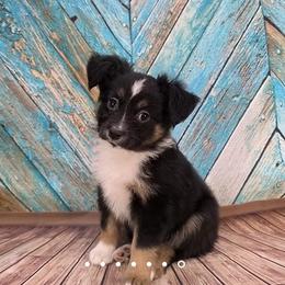 Eddie - Black tri male Toy Australian Shepherd puppy in West Point, Nebraska from Plum Creek Aussies