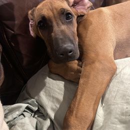 Rhodesian Ridgeback Puppies from Lyonnese Rhodesian Ridgebacks