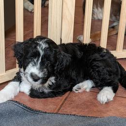 Artemis - Black and white female Aussiedoodle puppy in New Durham, New Hampshire from Ridgeview Aussiedoodles