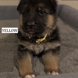 Yellow - Black and red male German Shepherd puppy in Killen, Alabama from Banffy Haus German Shepherds
