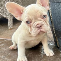 Pearl with OFA parents - Cream female French Bulldog puppy in Billings, Montana from Yellowstone Frenchies