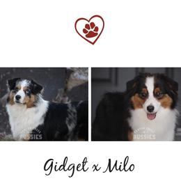 Miniature Australian Shepherd puppies from Canyon Creek Aussies