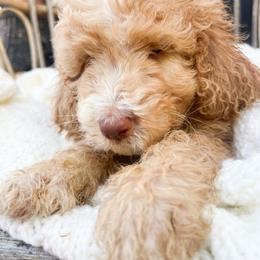 Green collar - Cream male Goldendoodle puppy in San Antonio, Texas from Pasatiempo Ranch
