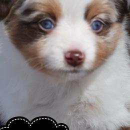 Miniature Australian Shepherds and Toy Australian Shepherds from RockinC/ Quarter Horses & Mini Aussies