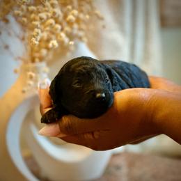 Taffee - Black female Cockapoo puppy in Palm Beach County, Florida from Benji’s Cockapoos
