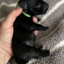 Miniature Schnauzer Puppies from Adrienne Exum