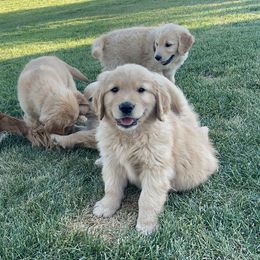 Goldendoodle and Golden Retriever Puppies from Golden Haven Doodles