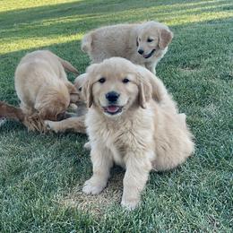 Goldendoodle and Golden Retriever Puppies from Golden Haven Doodles