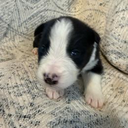 Atlas - Black and white male Border Collie puppy in Mckinney, Texas from Border Collies of Ruidoso