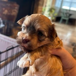 Gamora - Fawn brindle Havanese puppy in Comfort, Texas from HillCountry Havanese