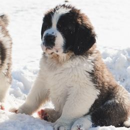 Saint Bernard Puppies from Atkinson Saint Bernards