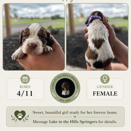 Girl 5 - Liver white and tan female English Springer Spaniel puppy in Fort Meade, Florida from Lake in the Hills Springers