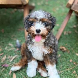 Harper - Cavapoo