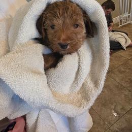 Marshmallow - Parti female Goldendoodle puppy in Layton, Utah from Lauralyn's Goldendoodles