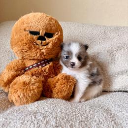 Kylo Ren - Blue merle male Pomeranian puppy in New Plymouth, Idaho from Pawdawan Poms