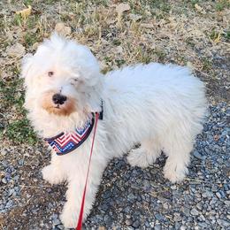 Buddy - Parti male Goldendoodle puppy in Los Molinos Ca, California from Sunshine Sanctuary Doodles