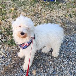 Buddy - Parti male Goldendoodle puppy in Los Molinos Ca, California from Sunshine Sanctuary Doodles